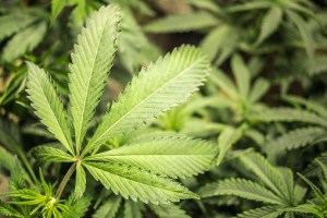 Marijuana Laws in Tennessee